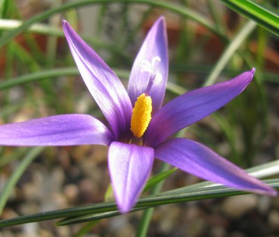 Romulea tempskyana